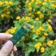 【玫瑰金森林绿】甜蜜七夕，浪漫佳节与你度过！   超美宝珀3661钻石女表34.9mm钻石舞会系列腕表惊艳登场！