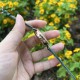 【玫瑰金孔雀绿】甜蜜七夕，浪漫佳节与你度过！  超美宝珀3661钻石女表34.9mm钻石舞会系列腕表惊艳登场！