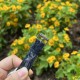 【彩虹盘午夜蓝】甜蜜七夕，浪漫佳节与你度过！   超美宝珀3661钻石女表34.9mm钻石舞会系列腕表惊艳登场！