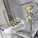 Bruno Sialelli sneakers